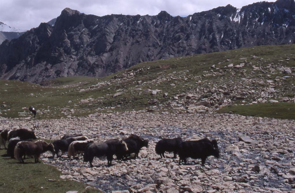 Troupeaux de yacks pendant la redescente du col de Turbulung, le 15 août 2005