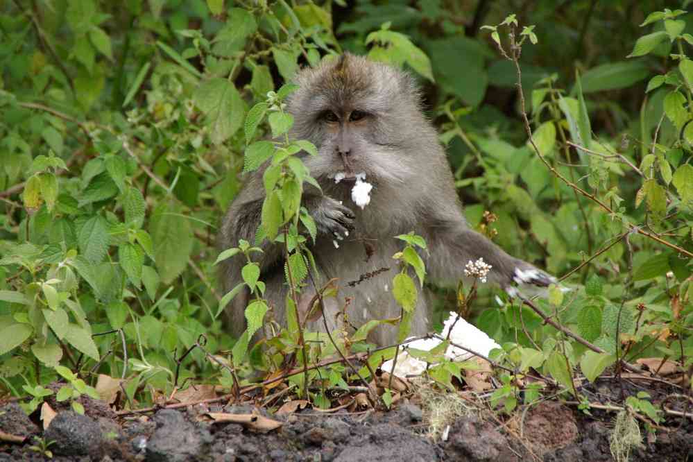Ce singe sait profiter du passage des touristes ! (11 juillet 2007)