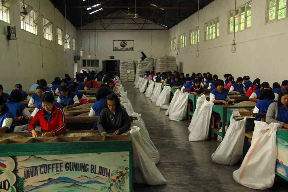 Ouvrières triant les grains de café dans l’usine de Blawan, le 17 juillet 2007