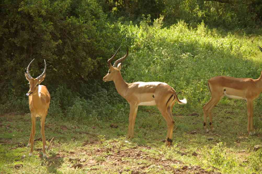Impalas dans le parc de Manyara, le 21 février 2008