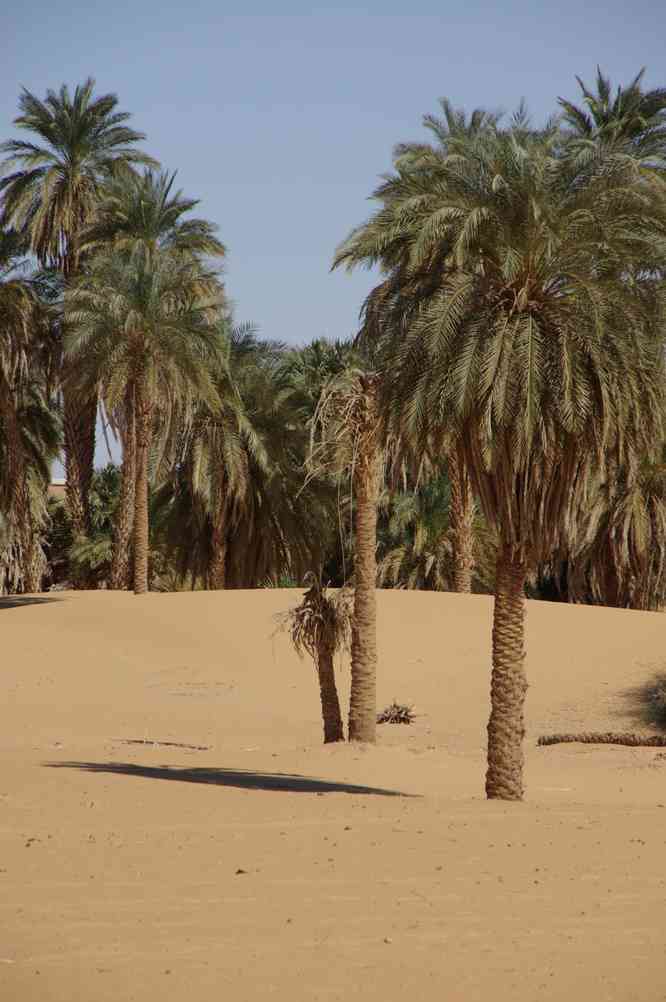 Palmiers près du Nil, le 4 janvier 2009