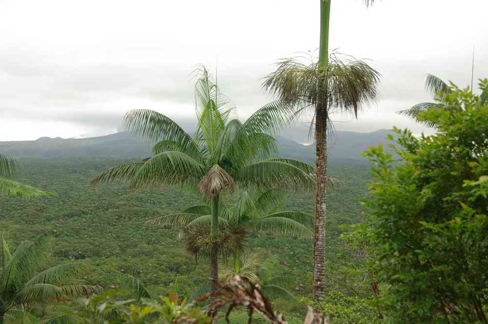La partie occidentale et septentrionale de la caldeira d’Ambrym, recouverte de forêt tropicale (18 août 2011)