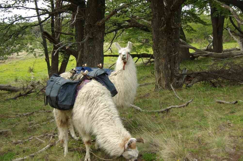 Lamas utilisés pour transporter les affaires d’un groupe de touristes (11 novembre 2012)