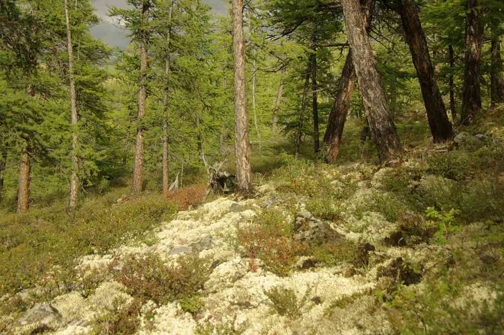 Ce n’est pas de la neige mais des lichens (15 août 2013)
