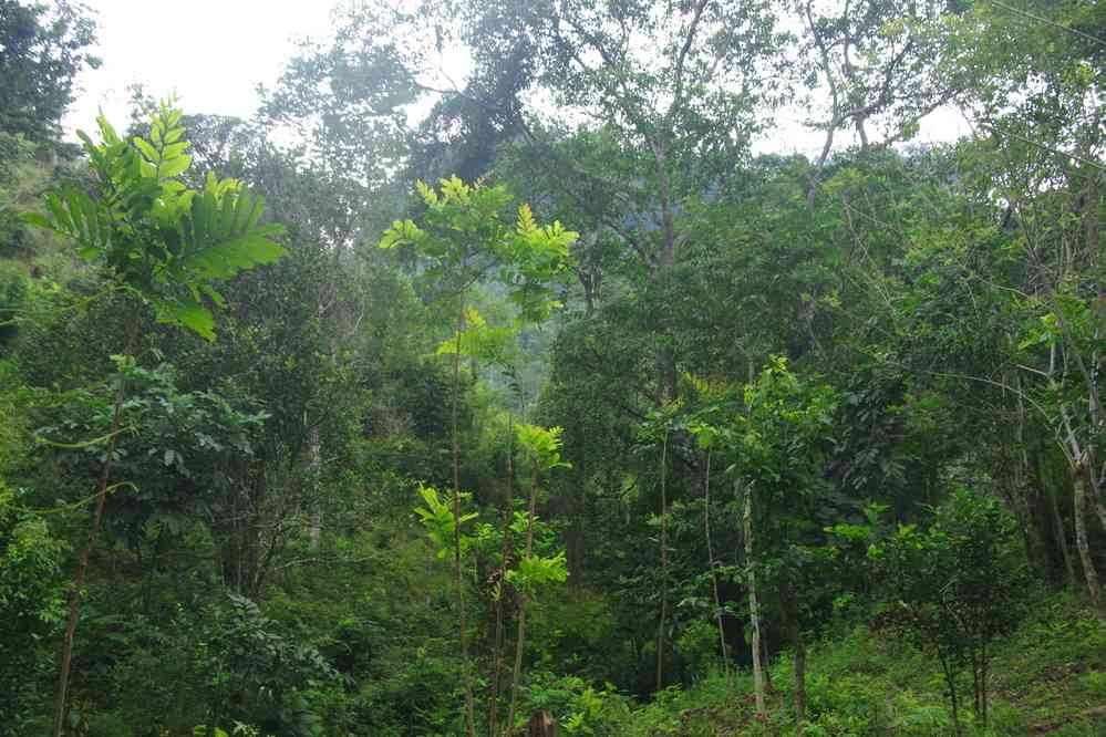 Randonnée dans la jungle près de Palenque, le 22 janvier 2016