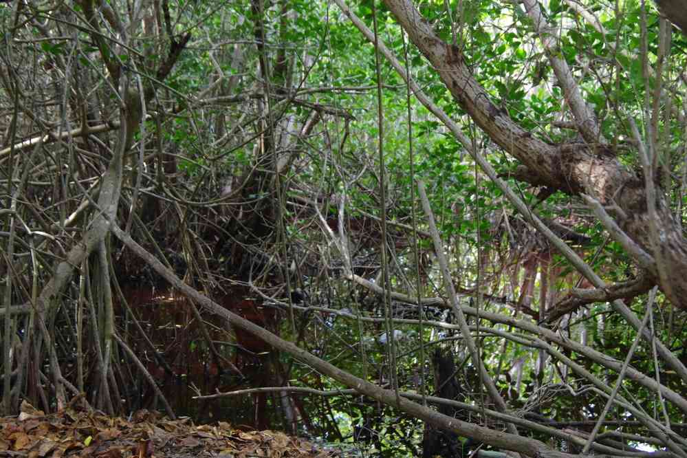 Mangrove près du site de Tulum, le 26 janvier 2016