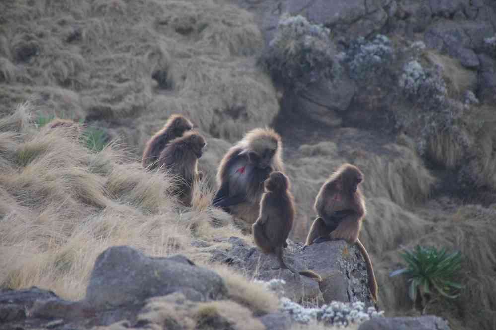 Trek dans le Simien (mont Kedadit) : les babouins se réfugient dans la paroi pour la nuit, le 17 janvier 2017