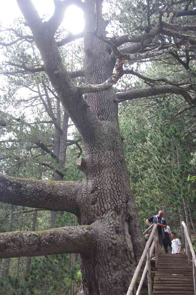 Le plus vieil arbre de Bulgarie (1500 ans), le 24 juillet 2019