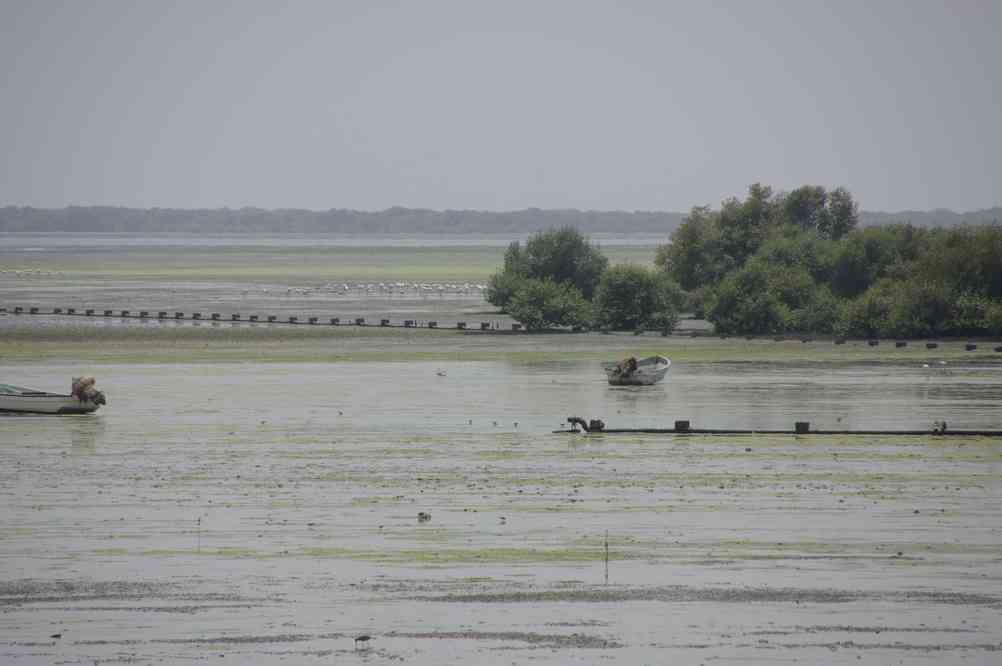 Le port de Filim (mangrove et colonie de flamants roses), le 1ᵉʳ avril 2012