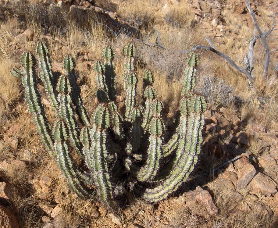 Cactus dans le massif de Spitzkoppe, le 28 décembre 2006