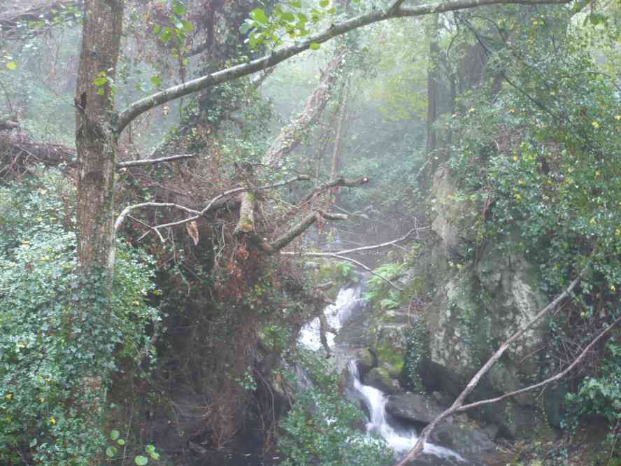 Petite montée dans la forêt humide... Le samedi 29 octobre 2011