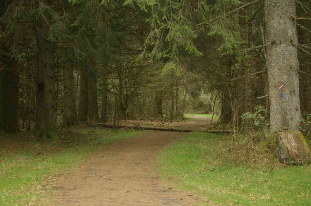 Forêt. Le mercredi 8 mai 2013