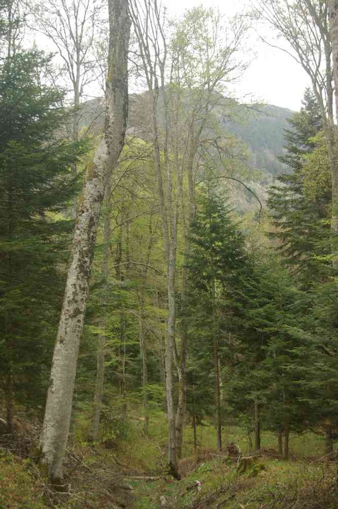 Forêt auvergnate. Le jeudi 9 mai 2013