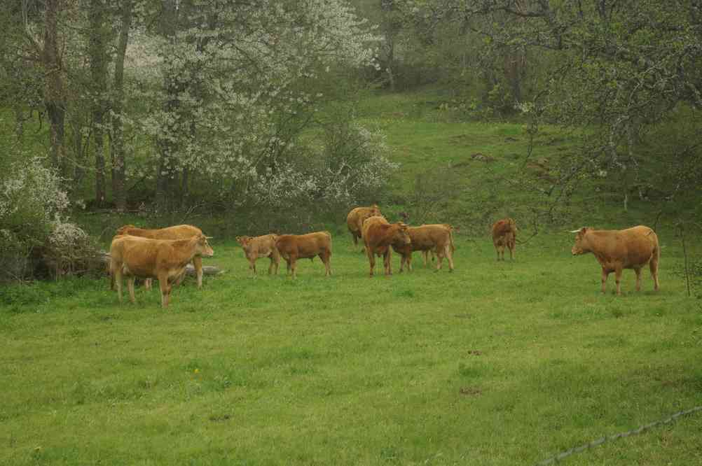 Beaucoup de vaches en Auvergne. Le vendredi 10 mai 2013