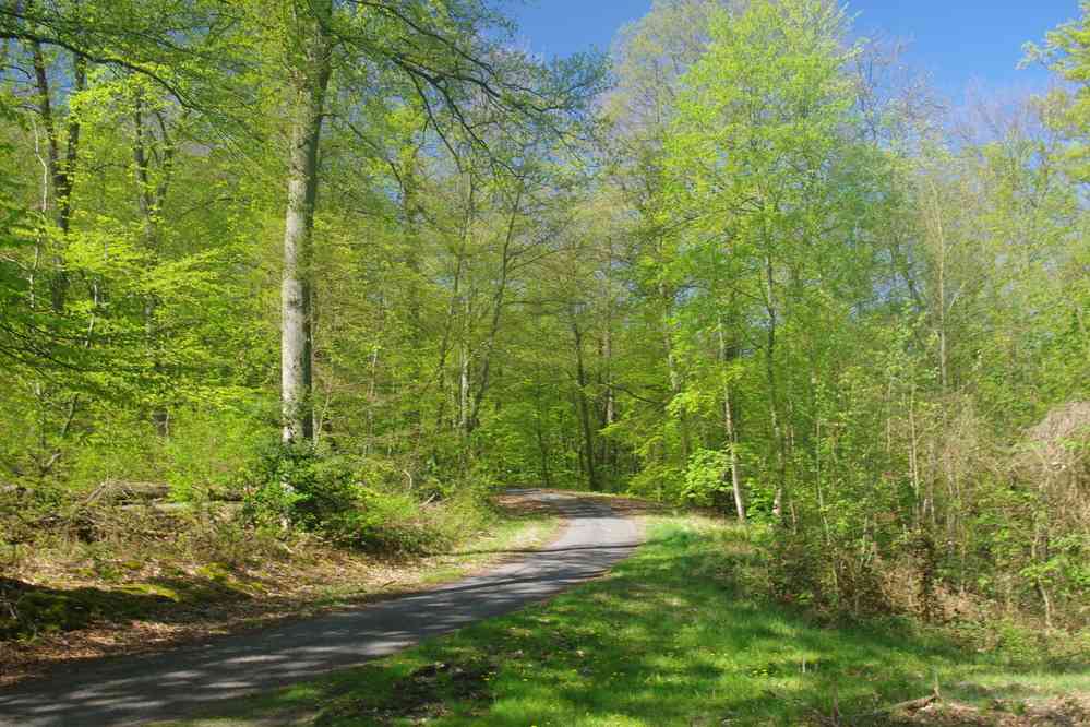 Forêt de Compiègne. Le vendredi 20 avril 2018