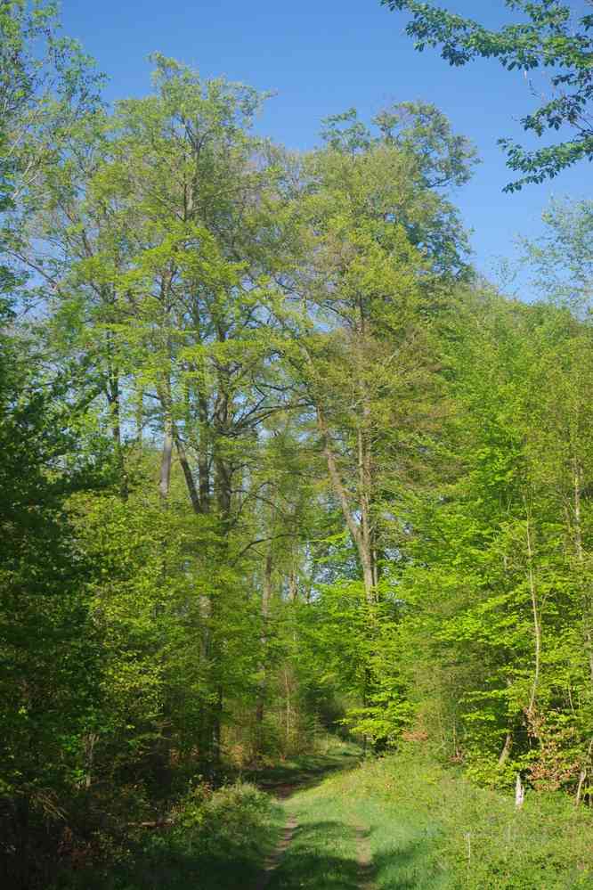 Forêt de Compiègne. Le samedi 21 avril 2018