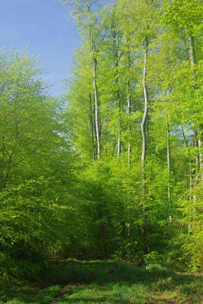 Forêt de Compiègne. Le dimanche 22 avril 2018