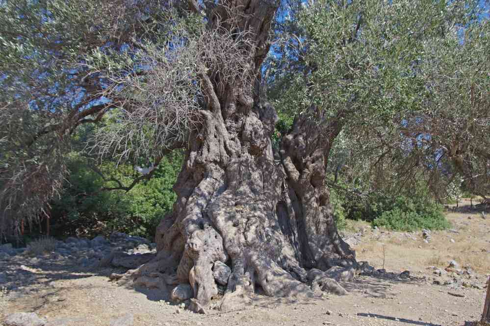 Le plus vieil olivier du coin. Le mercredi 13 août 2014