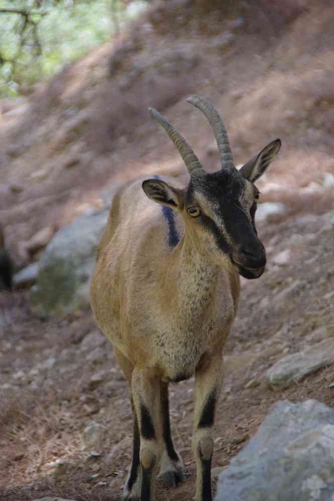 La chèvre « sauvage » des gorges de Samaria (Φαράγγι Σαμαριάς). Le vendredi 15 août 2014