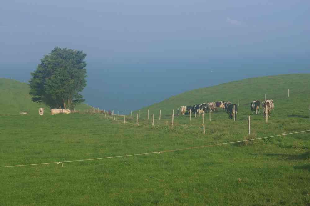 Troupeau de vaches normandes. Le dimanche 18 octobre 2015