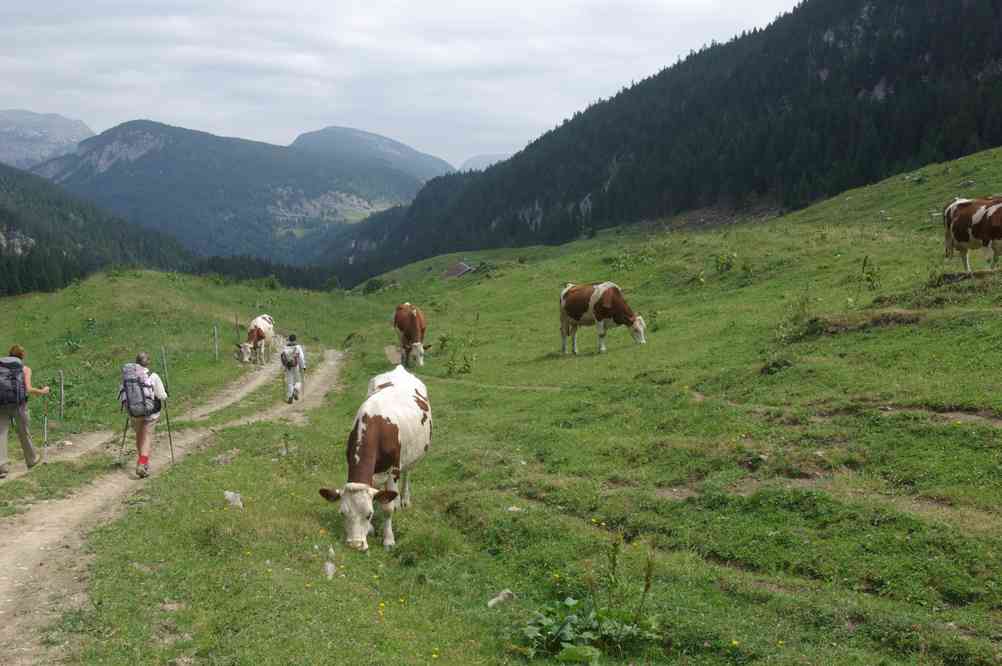 Des vaches et des randonneurs. Le jeudi 15 juillet 2010