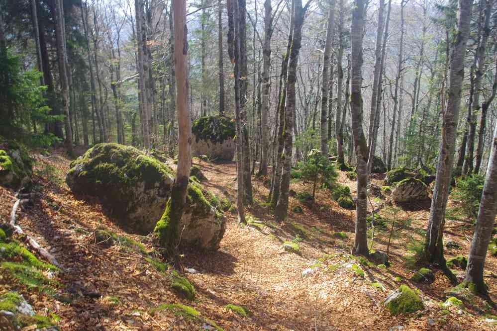 Forêt du Jura. Le samedi 4 mai 2019