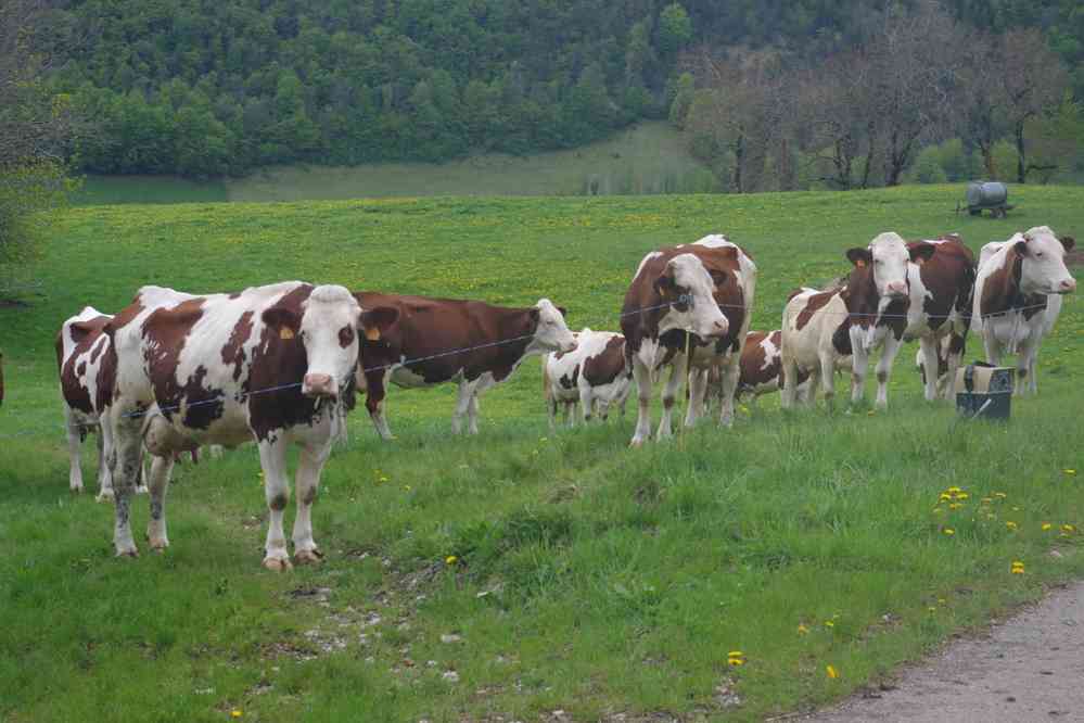 Les vaches regardent passer les Parisiens. Le samedi 4 mai 2019
