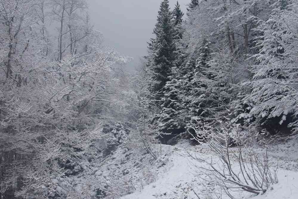 La forêt après les premières neiges de décembre. Le dimanche 5 mai 2019