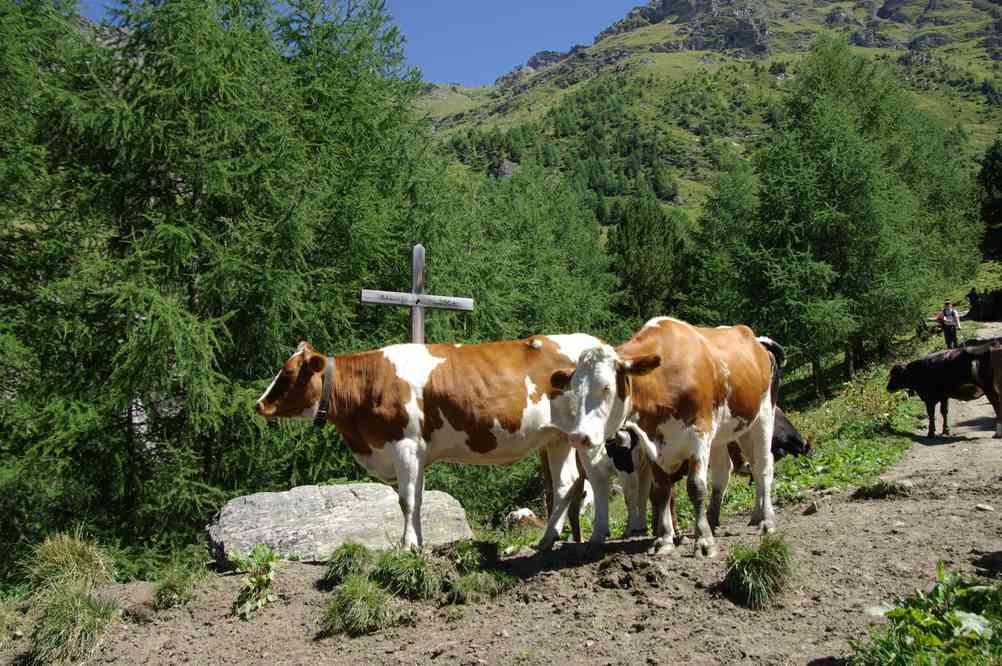 Les Parisiens ça photographie les vaches. Le vendredi 17 août 2012