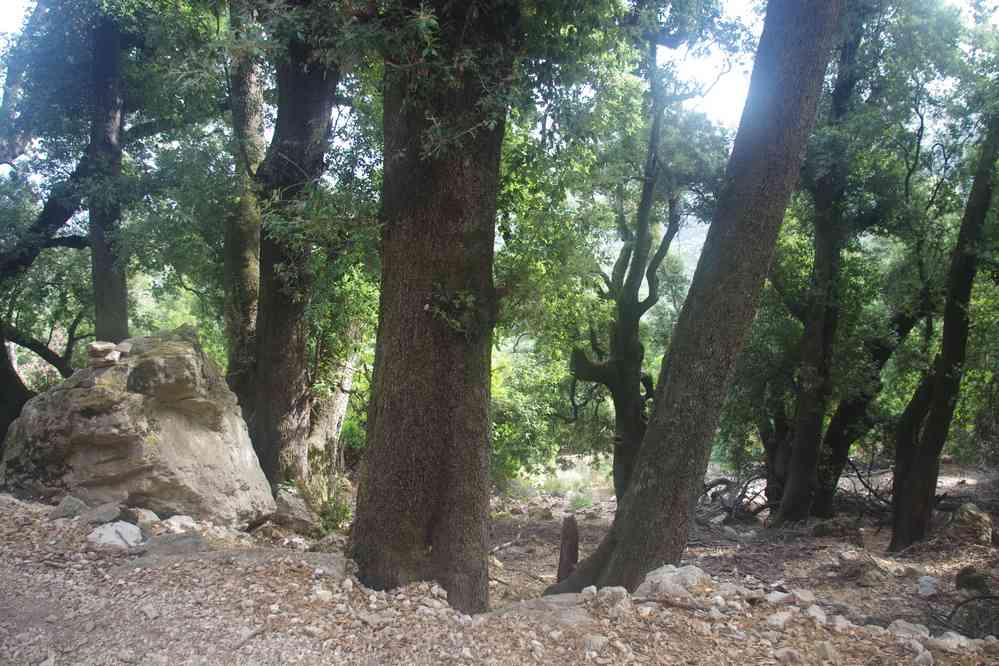 Randonnée vers le cañon de Gorropu. Portion de forêt primaire de chênes verts, le 7 septembre 2022