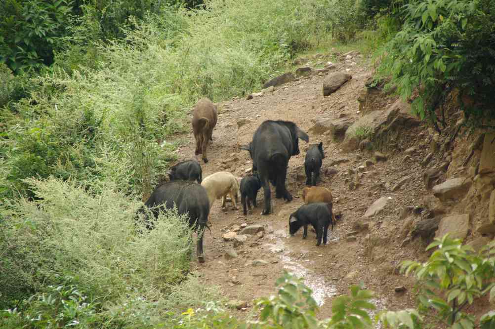 Porcs sur le sentier, dans la vallée de Tchong-ta-wan (中大湾 Zhongdawan), le 16 octobre 2010