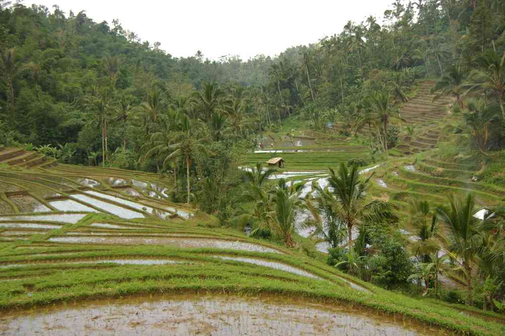 Paysage de rizières, le 6 juillet 2007