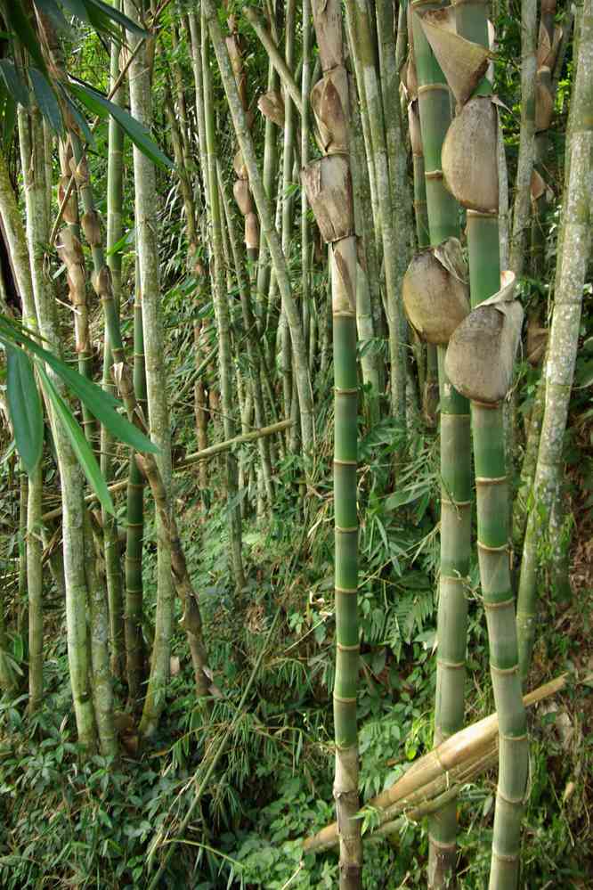 Forêt de bambous sur les pentes d'une ravine