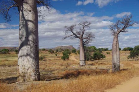 Baobabs sur la piste de l’Isalo, juillet 2018