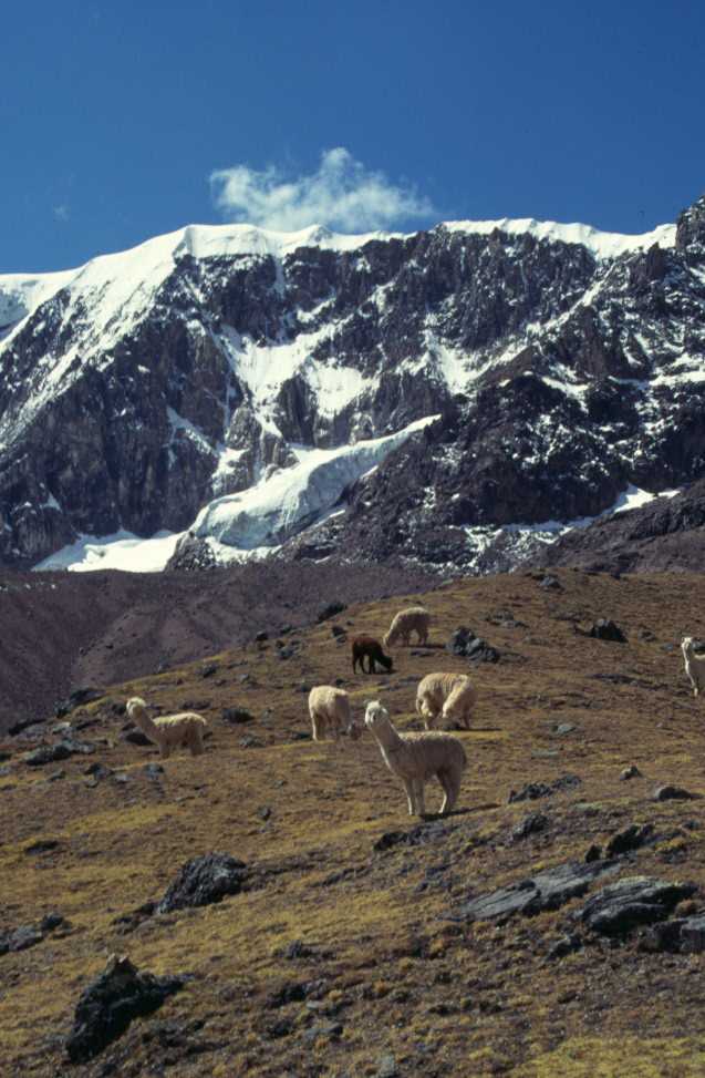 Quelques alpagas au pied du Nevado Comercocha, le 12 août 1996