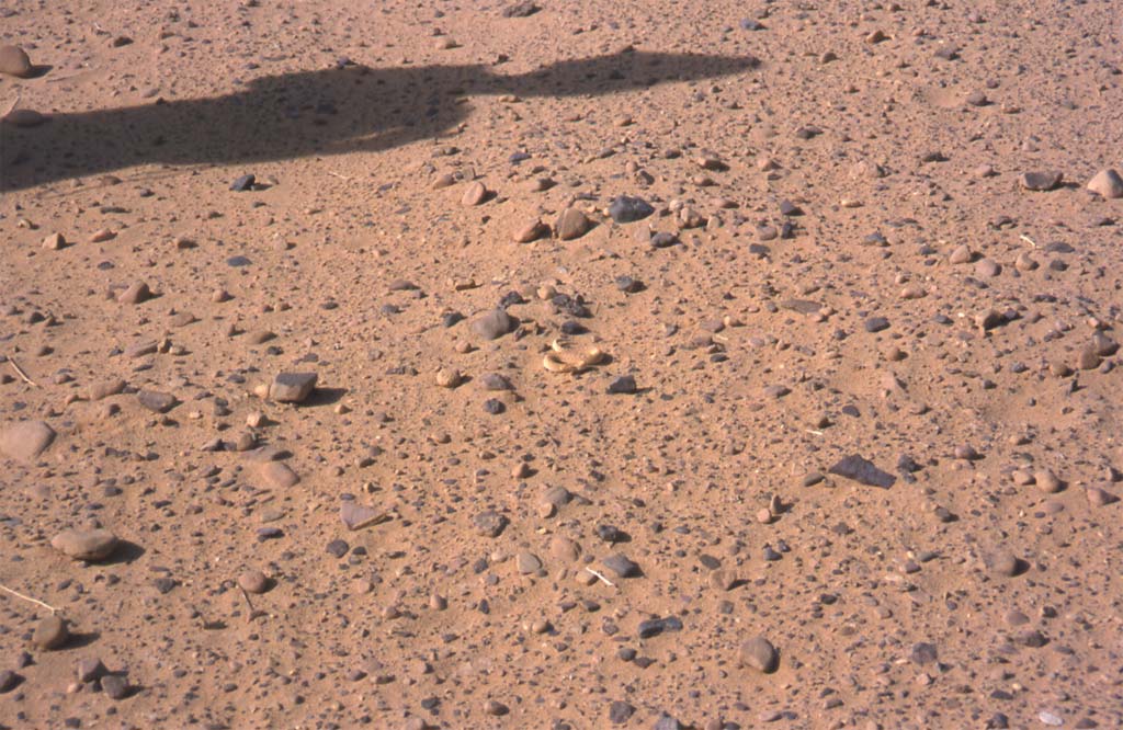 Vipère du désert débusquée par nos accompagnateurs touaregs, le 19 février 2002