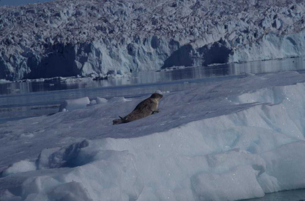 Un phoque sur un iceberg, en face du glacier Equip Sermia (14 août 2002)