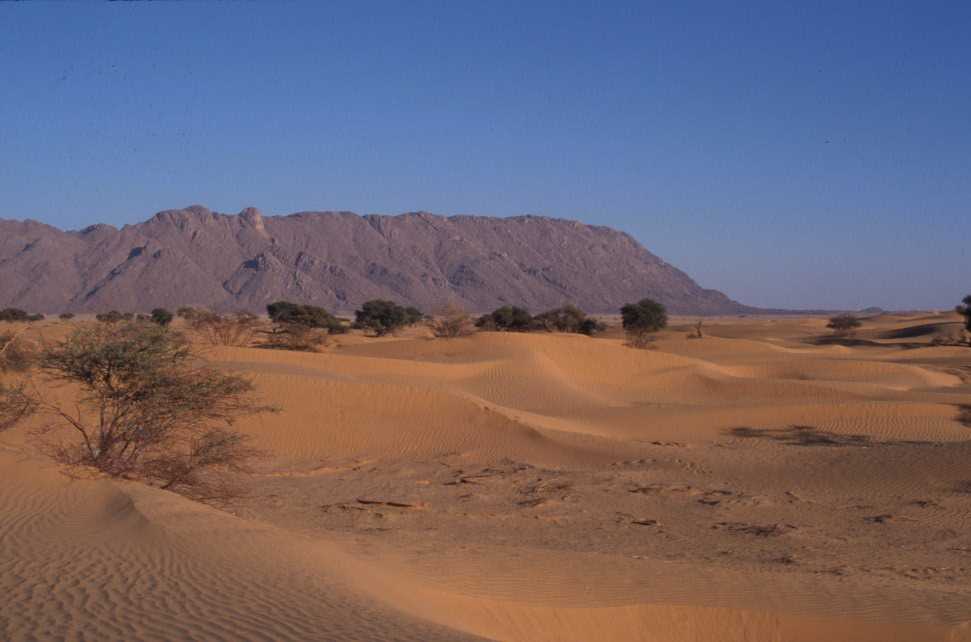 Acacias dans les dunes à Ifiniyane, le 25 février 2004