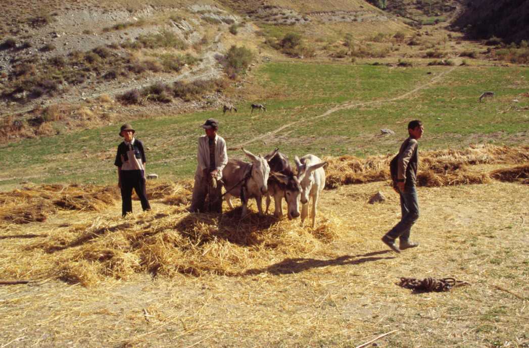 Dépiquage du blé sur les hauteurs du village de Guitan, le 15 août 2004