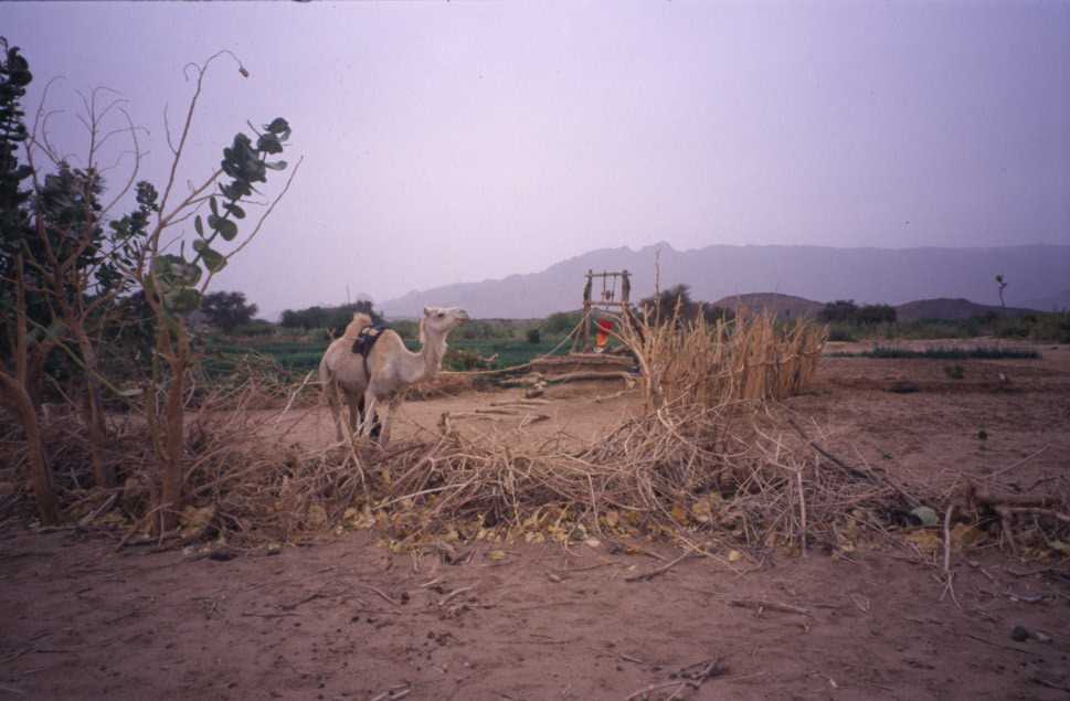 Puisage de l’eau à l’aide d’un chameau, dans l’Aïr le 16 février 2004