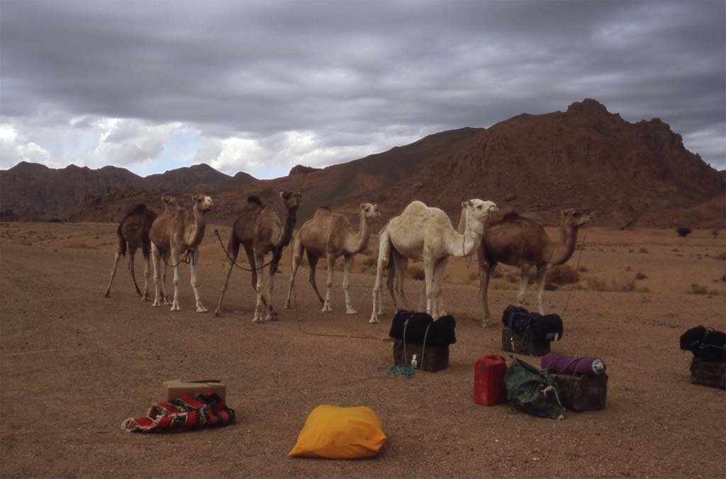 Rassemblement de nos chameaux au début de la randonnée (Terhenânet, 26 décembre 2004)