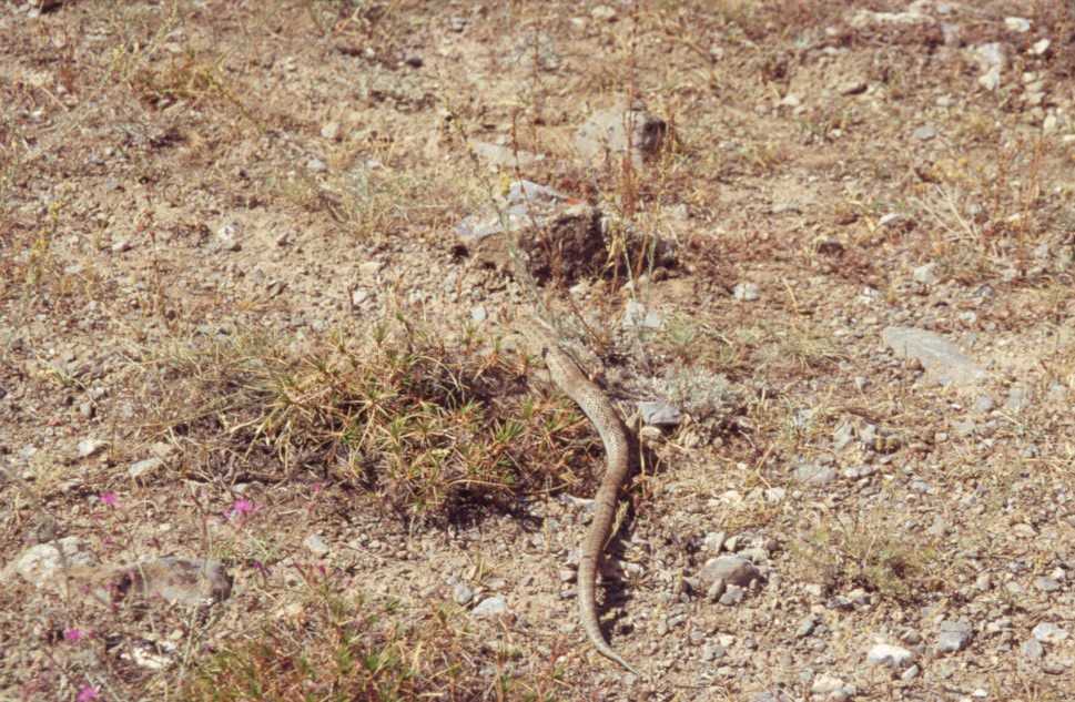 Serpent dans la vallée de Pasruddaria, le 20 août 2004