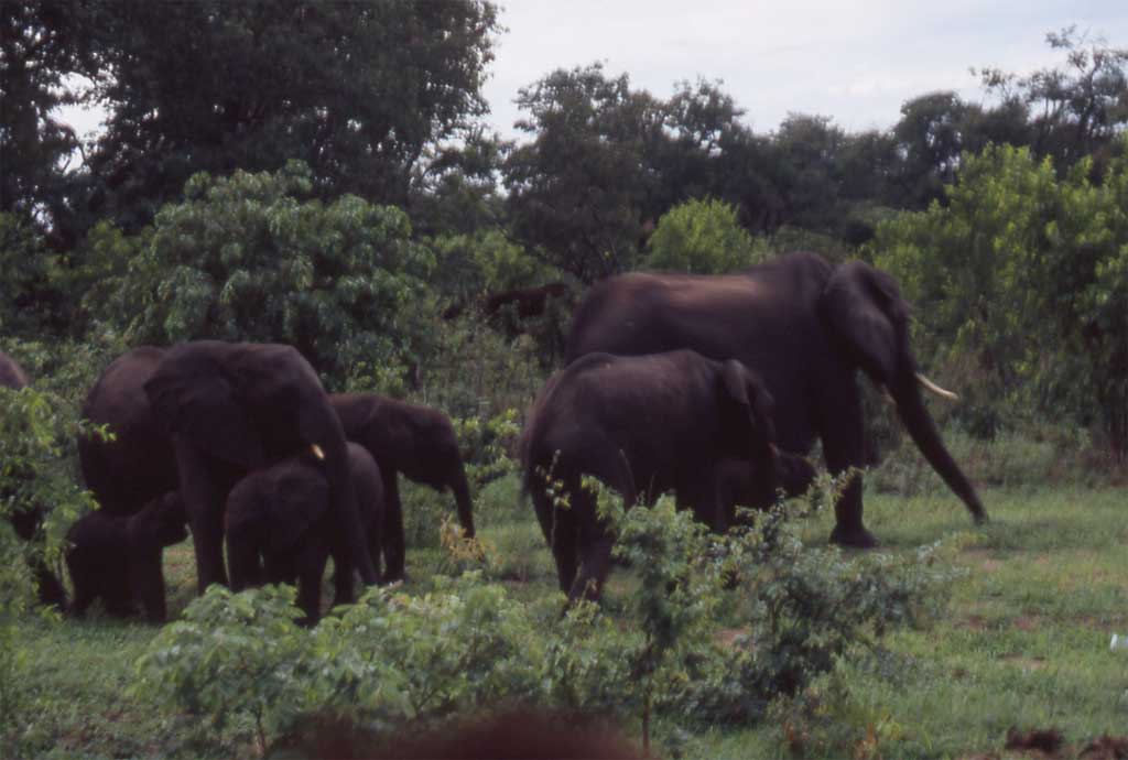 Éléphants dans le parc national de Chobé, le 22 décembre 2006
