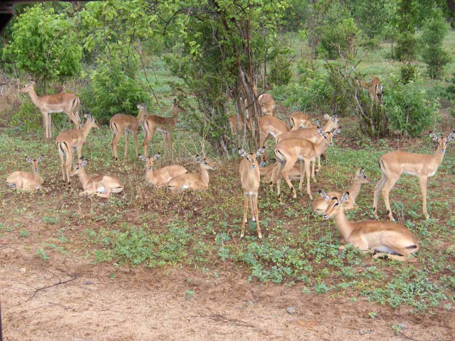 Gazelles dans le parc national de Chobé, le 22 décembre 2006