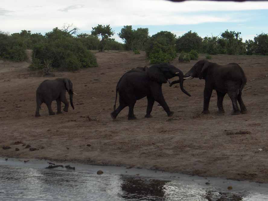 Combat d’éléphants sur les rives de la rivière Chobé, le 22 décembre 2006