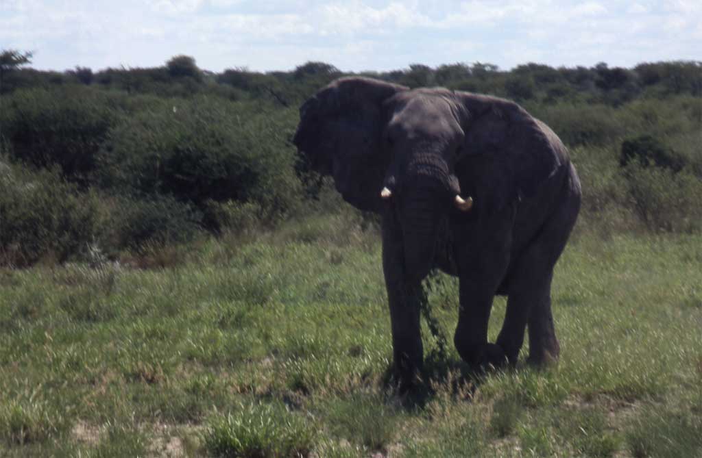 Éléphant assez agressif, sur la route aux environs de Maun, le 23 décembre 2006