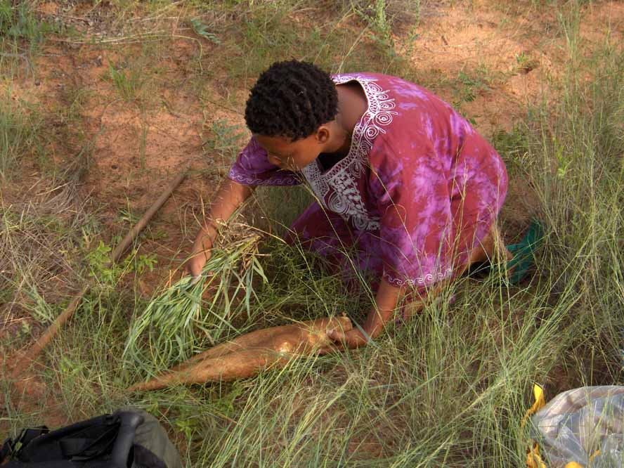 Femme bochiman déterrant une racine, le 26 décembre 2006
