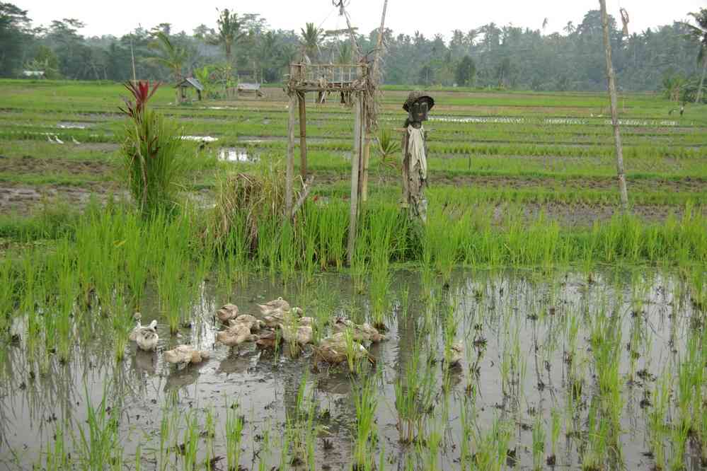 Canards dans une rizière près de Sebatu, le 9 juillet 2007