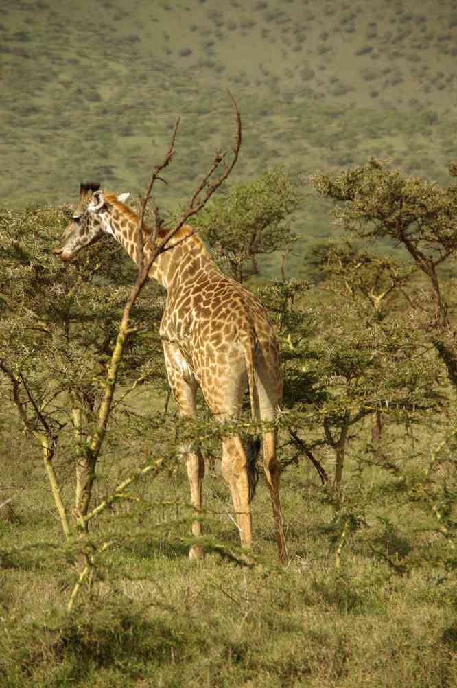 Girafe à l’ouest du N’gorongoro, le 18 février 2008