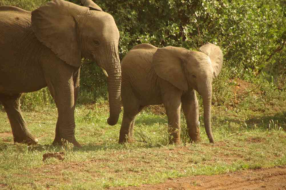 Éléphants dans le parc de Manyara, le 22 février 2008